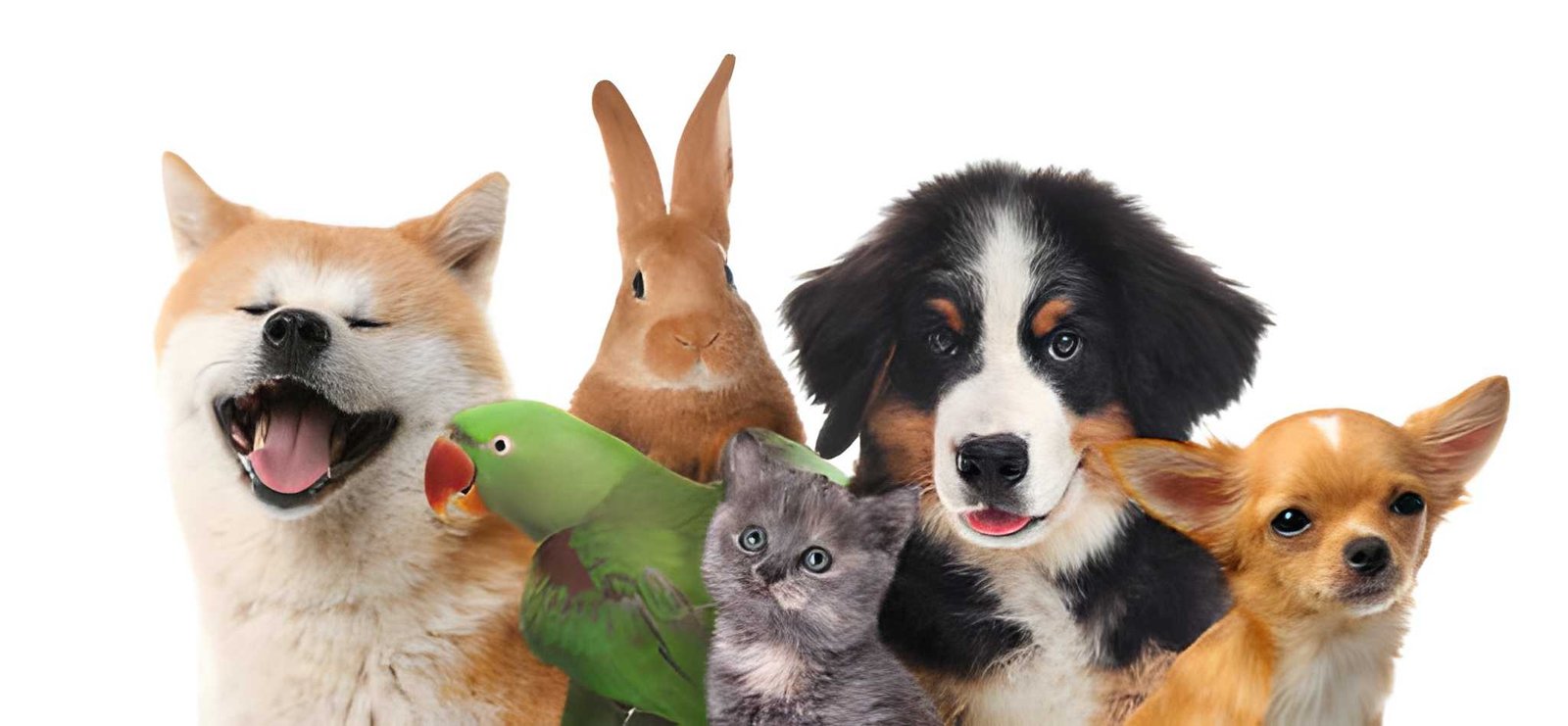 Animals & Pets